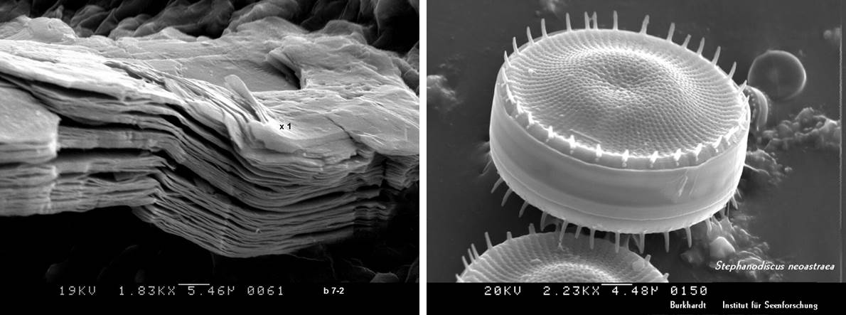 Links eine Aufnahme eines Schichtsilikats, das aussieht, wie übereinander gelegtes Zeitungspapier. Rechts eine Aufnahme einer Kieselalge, die wie eine dicke, runde Scheibe aussieht.