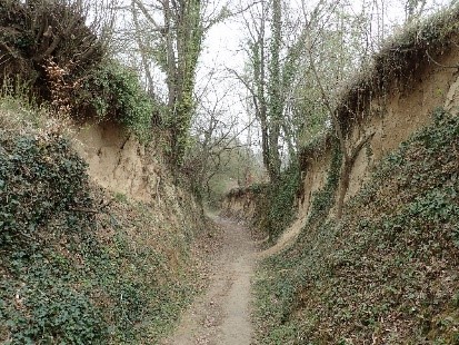 Hohlweg bei Zeutern im Kraichgau