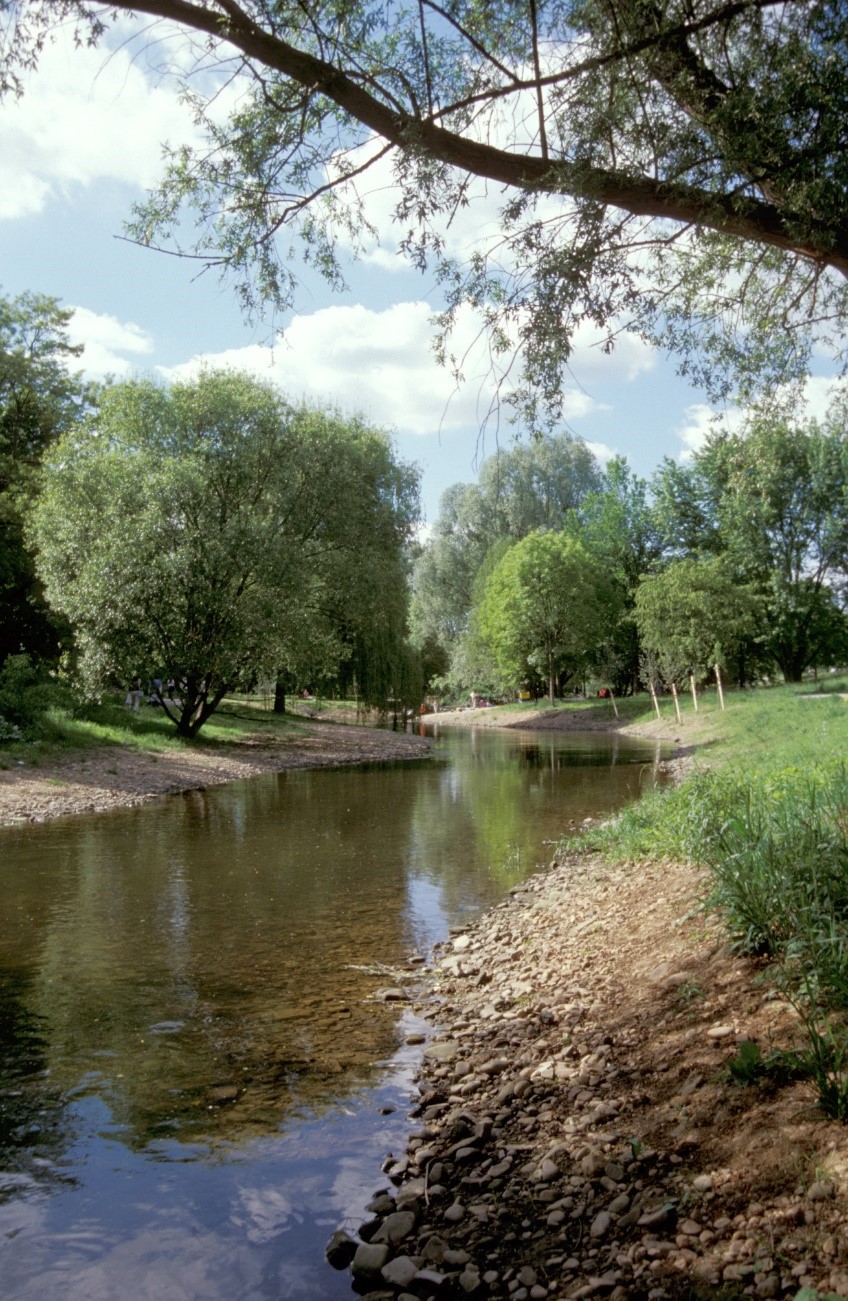 Bäume am Rand eines Flusses als Beispiel für eine Renaturierung