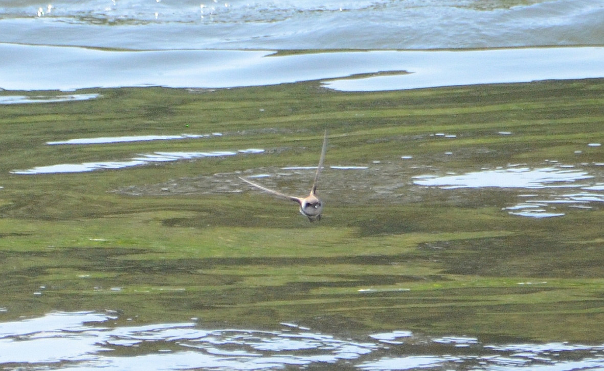 Uferschwalbe im Flug über der Donau