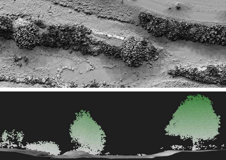 Bewuchsdarstellung aus LIDAR-Aufnahme, Grundriss und Schnitt