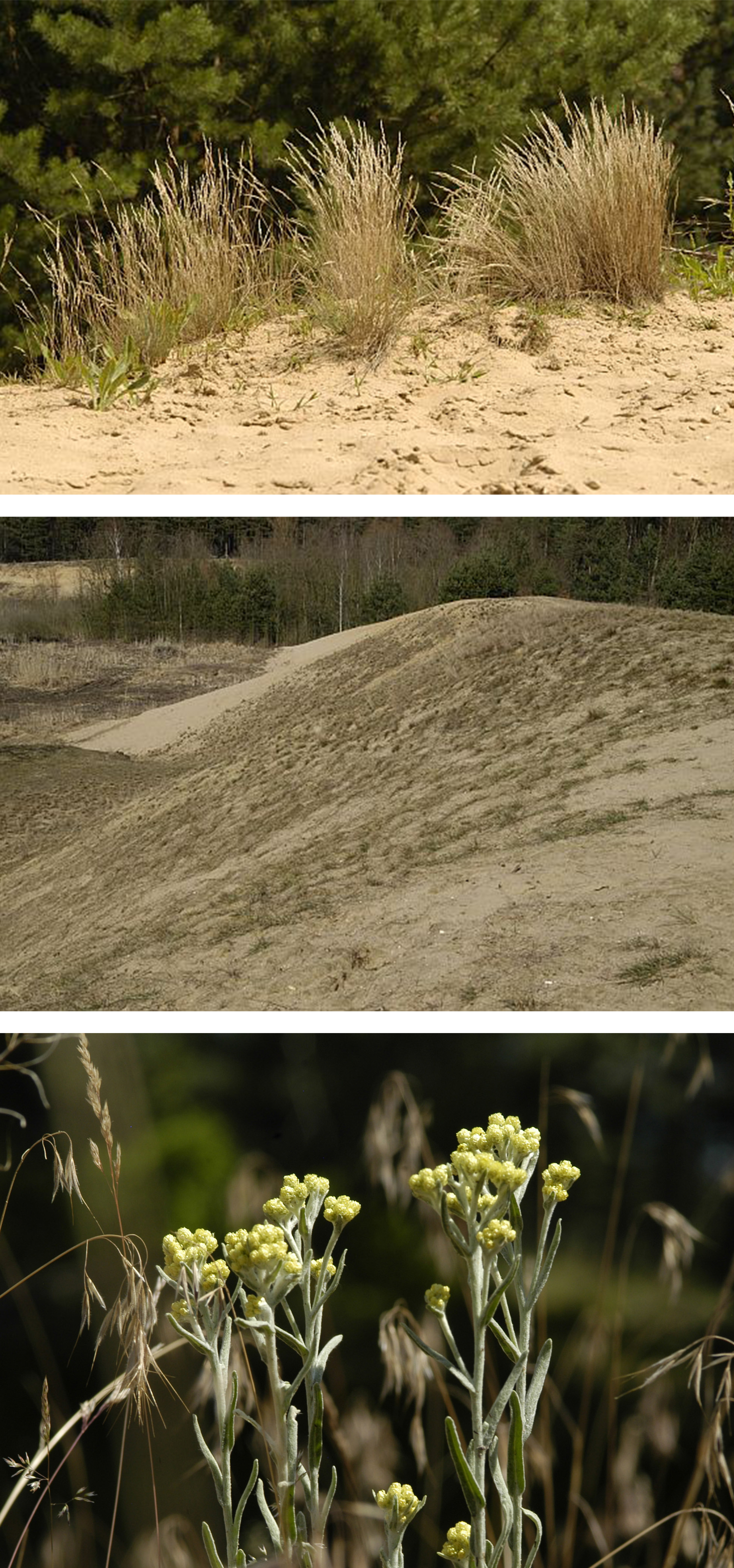 Bilder Sandrasen: Oben Sandrasen mit Silbergras, in der Mitte dünenartiger Sandrasen, Unten sandrasentypische Vegetation