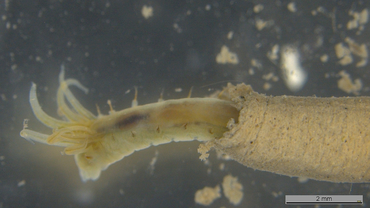 Süßwasser-Borstenwurm Hypania invalida aus dem Bodensee