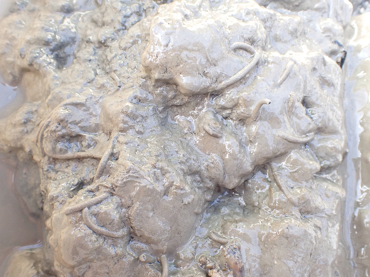 Sedimentgreiferprobe mit Wohnröhren des Süßwasserborstenwurms Hypania invalida