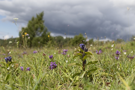Kreuzenzian in Gültlingen auf einer blühenden Wiese