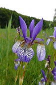 Die Blüte der Sibirischen Schwertlilie verwandelt die Pfeifengraswiesen am Bodensee im Frühjahr in ein blaues Blütenmeer. Quelle: Carsten Wagner.