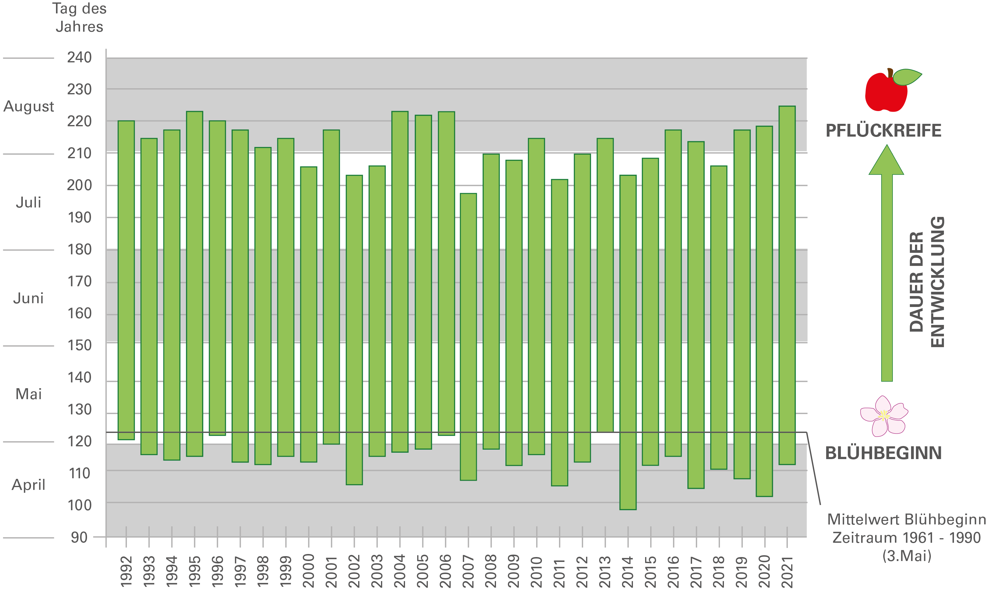 Die Grafik zeigt den mittleren Beginn der Apfelblüte bis zur Pflückreife vorwiegend frühblühender Apfelbäume in Baden-Württemberg. Der Mittelwert des Blühbeginns im Zeitraum 1961 bis 1990 liegt etwa bei Tag 122. Der Blühbeginn im Zeitraum 1992 bis 2021 lag jedes Jahr vor dem mittleren Blühbeginn des Referenzzeitraums.Weitere Erläuterungen im umgebenden Text.