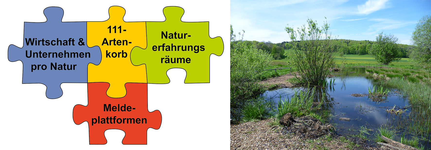 Bild 1 zeigt: Logo der Landeskampagne „Aktiv für die Biologische Vielfalt“ – 4 Puzzleteile, die ineinander greifen zu den 4 Themen: Wirtschaft und Unternehmen pro Natur, 111-Artenkorb, Naturerfahrungsräume, Meldeplattformen. 2 zeigt: ein renaturierter Tümpel in einer Sommerlandschaft