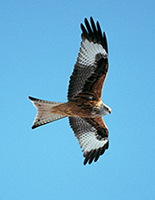 Bild eines Vogels, Art Milvus milvus